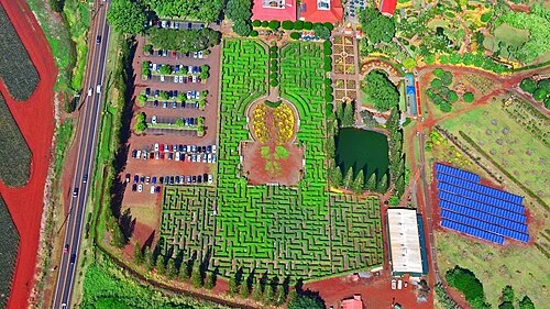 Dole Plantation