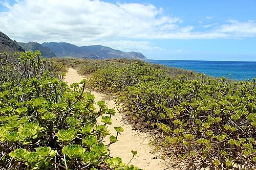 Ka'ena Point