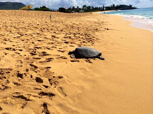 Turtle Beach (Laniakea)