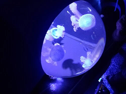 Waikiki Aquarium